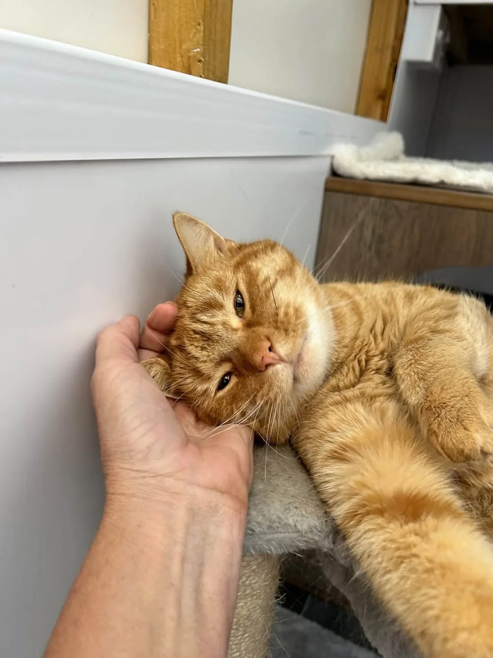 Tiny Tigers Cattery - Bourne pet otel görseli 3