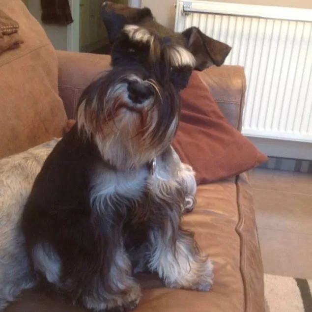 Tiptree Pet Hotel - Bourne pet otel görseli 4
