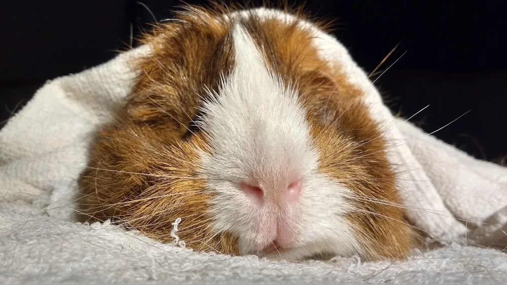 Castle Garth Guinea Pig Hotel - Bournemouth, Christchurch and Poole pet otel