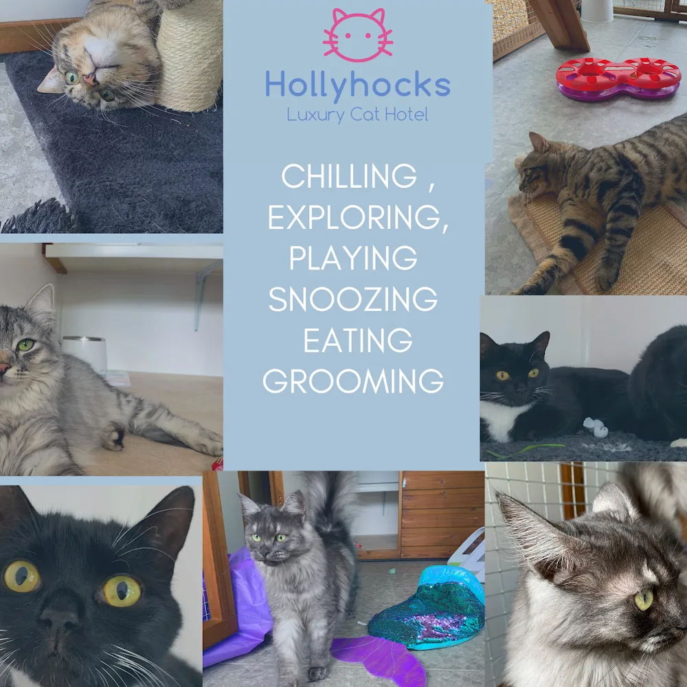 Hollyhocks Luxury Cat Hotel - Bournemouth, Christchurch and Poole pet otel görseli 3