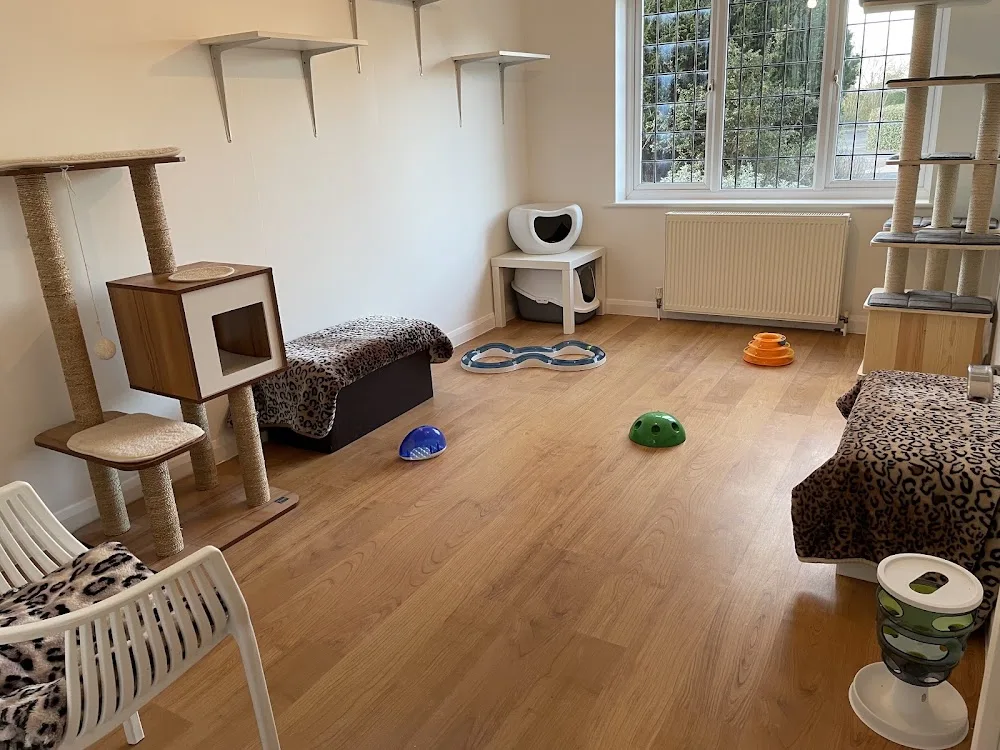 New Milton Cattery - Bournemouth, Christchurch and Poole pet otel görseli 3