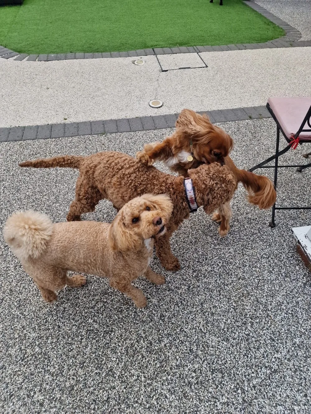 Rusty's Dog Club & Hotel - Bournemouth, Christchurch and Poole pet otel görseli 3
