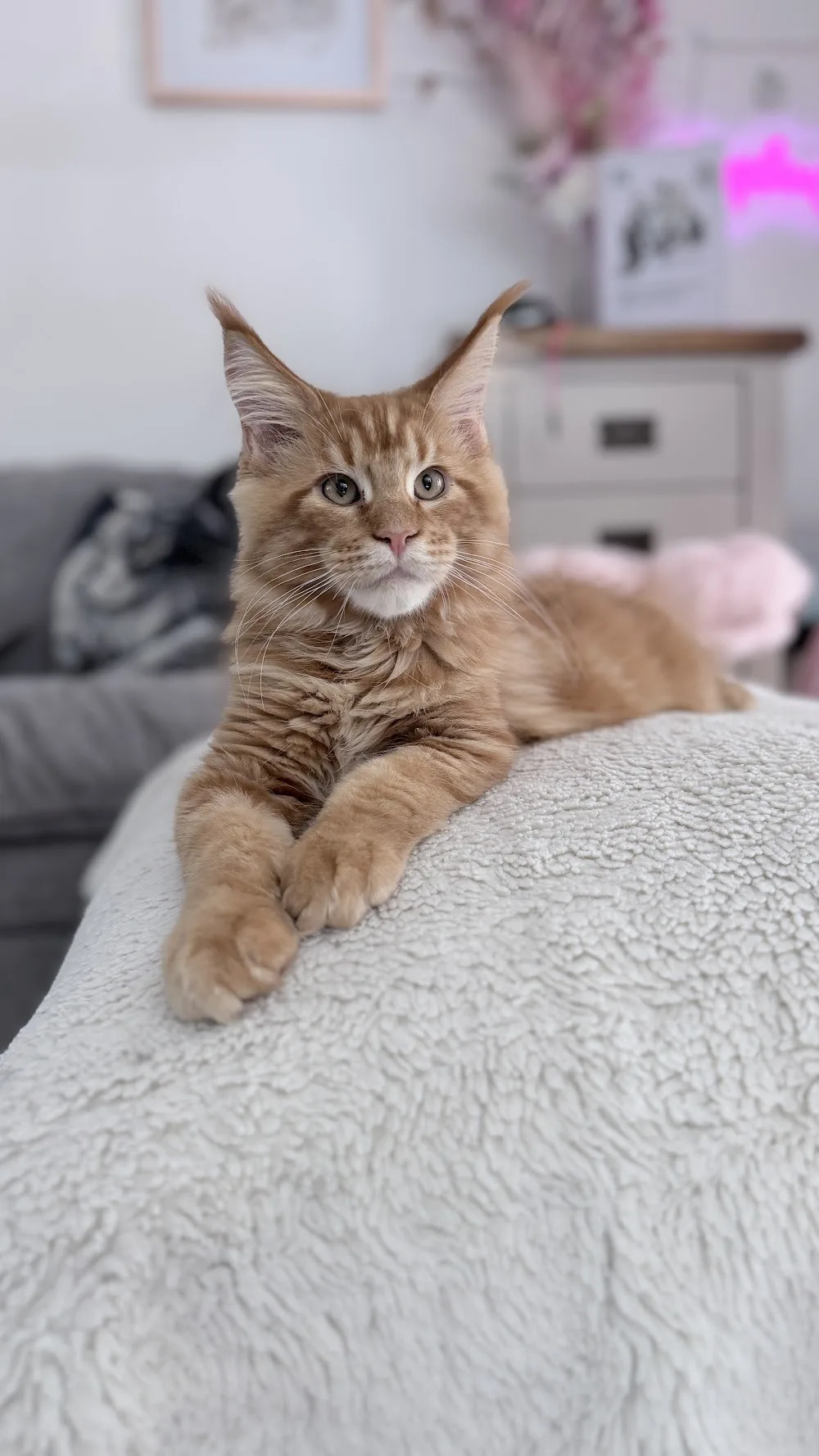 SapphireCoons Maine Coon Cattery | GCCF & TICA Registered - Bournemouth, Christchurch and Poole pet otel