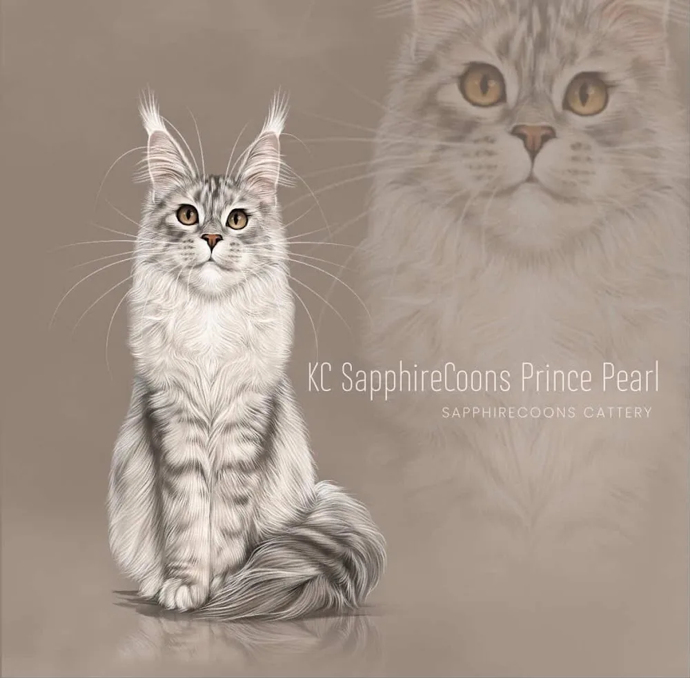 SapphireCoons Maine Coon Cattery | GCCF & TICA Registered - Bournemouth, Christchurch and Poole pet otel görseli 3