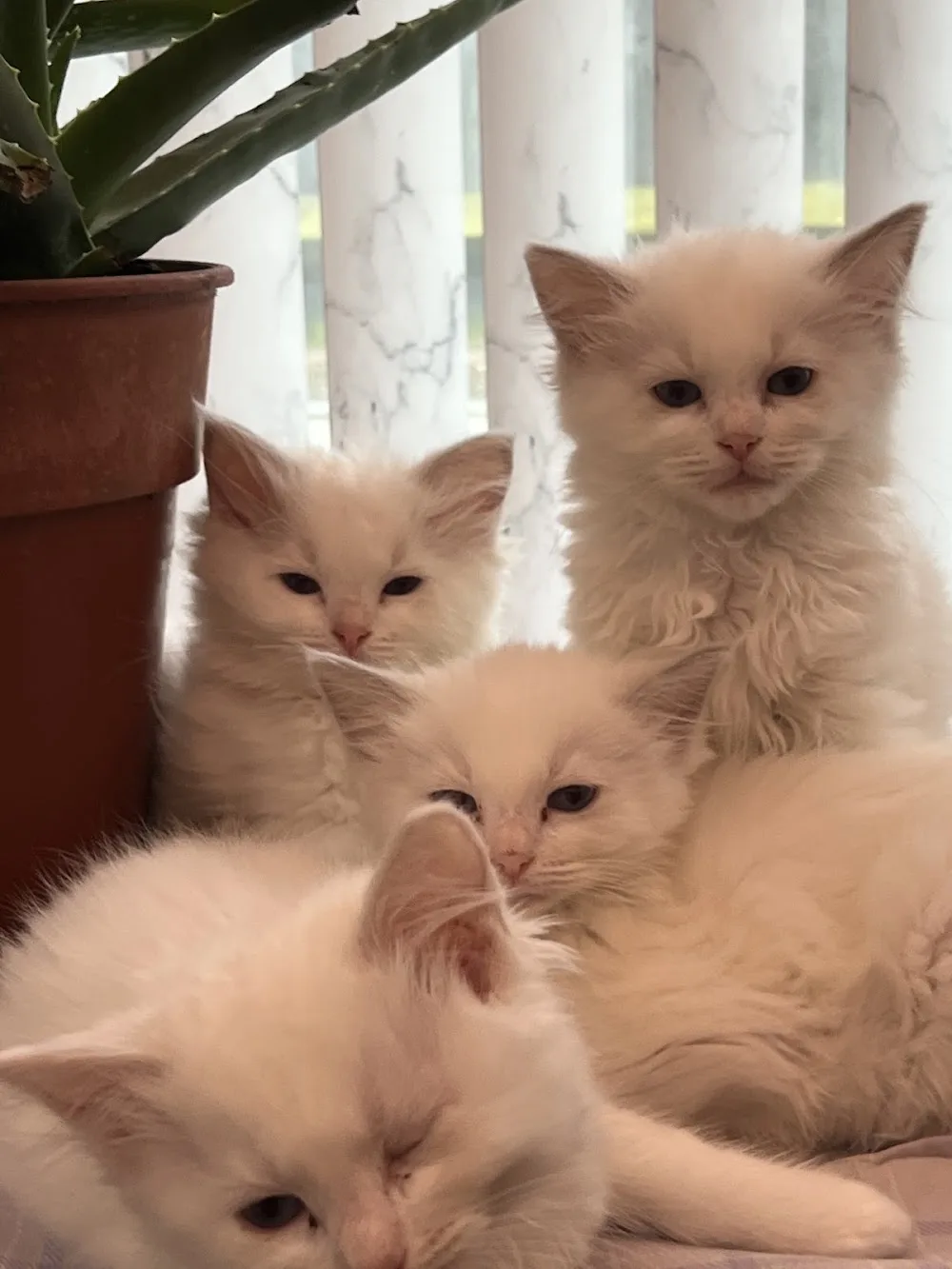 Snowpoms Ragdolls Cattery, - Bournemouth, Christchurch and Poole pet otel