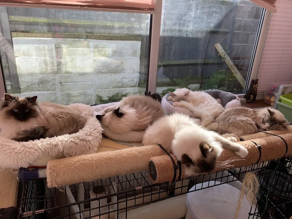 Snowpoms Ragdolls Cattery, - Bournemouth, Christchurch and Poole pet otel görseli 3
