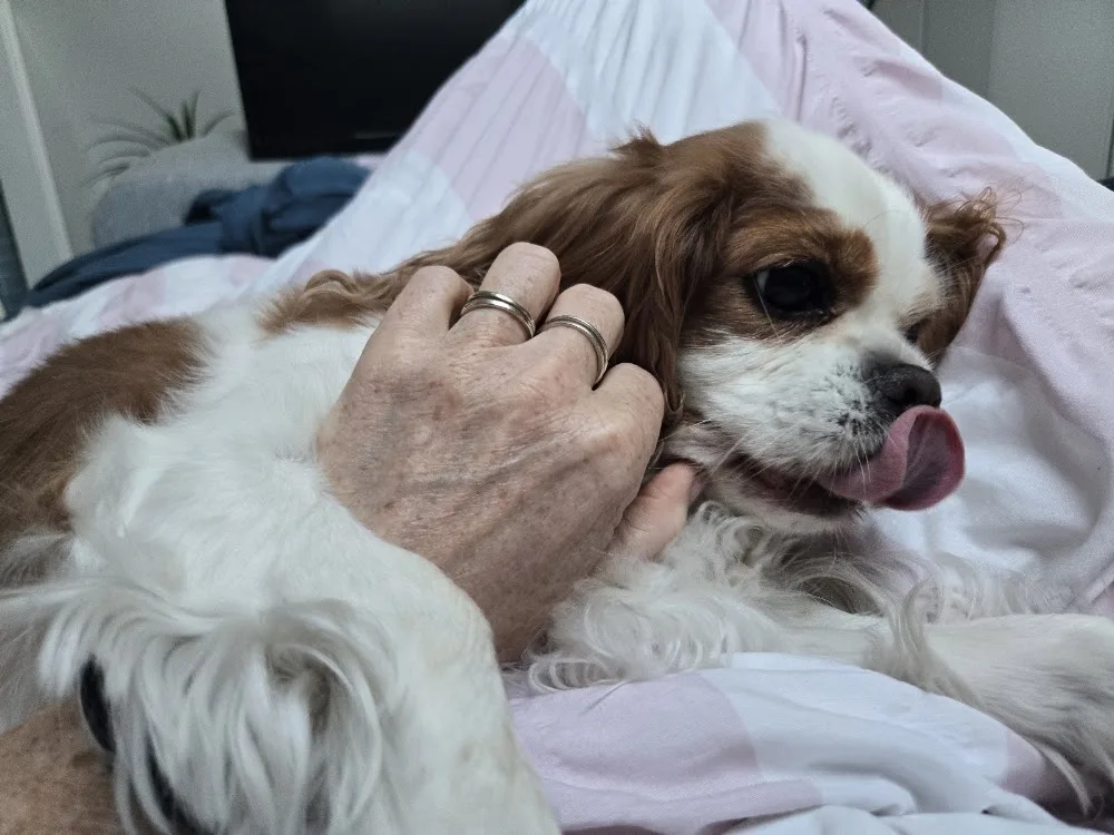 Susie's Hotel for Dogs - Bournemouth, Christchurch and Poole pet otel