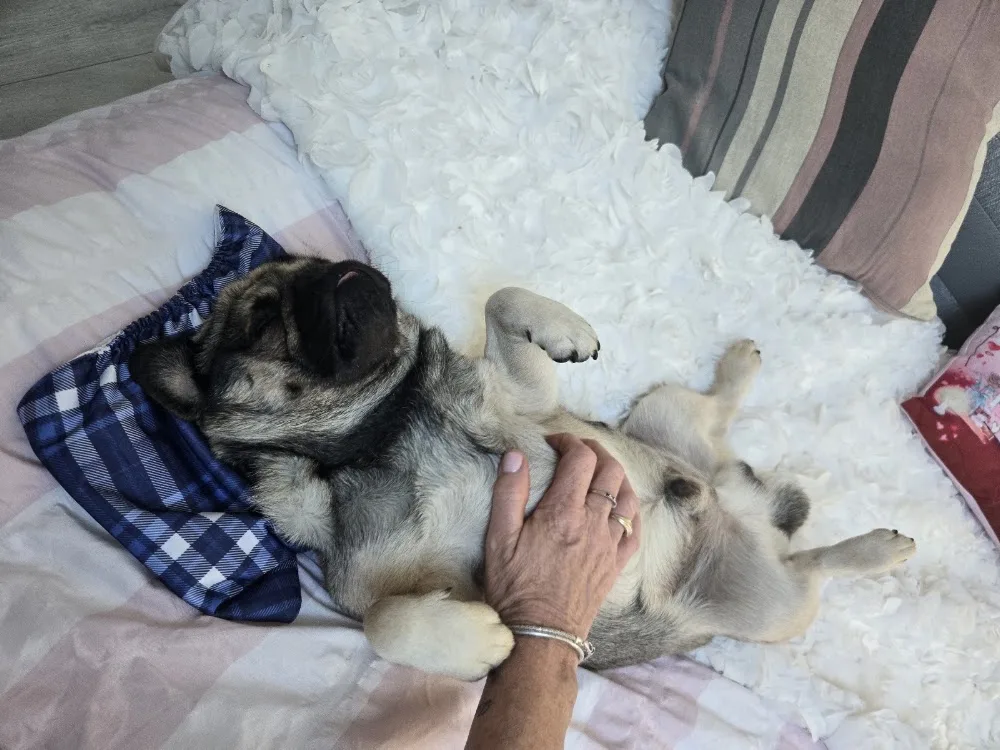 Susie's Hotel for Dogs - Bournemouth, Christchurch and Poole pet otel görseli 3