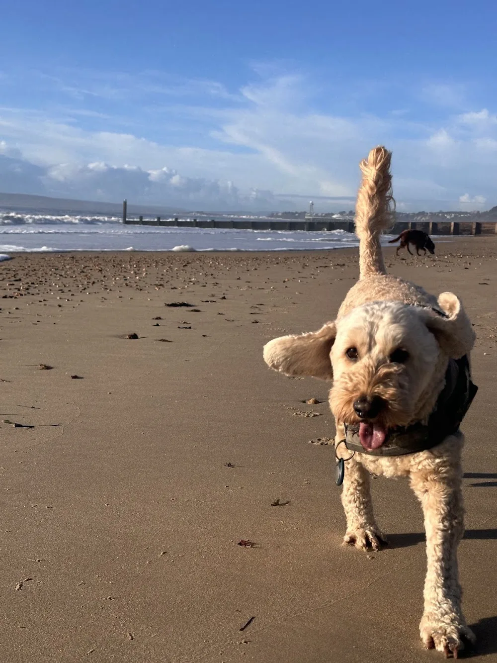 The Snuggle Inn Home Boarding and Day Care - Bournemouth, Christchurch and Poole pet otel görseli 3