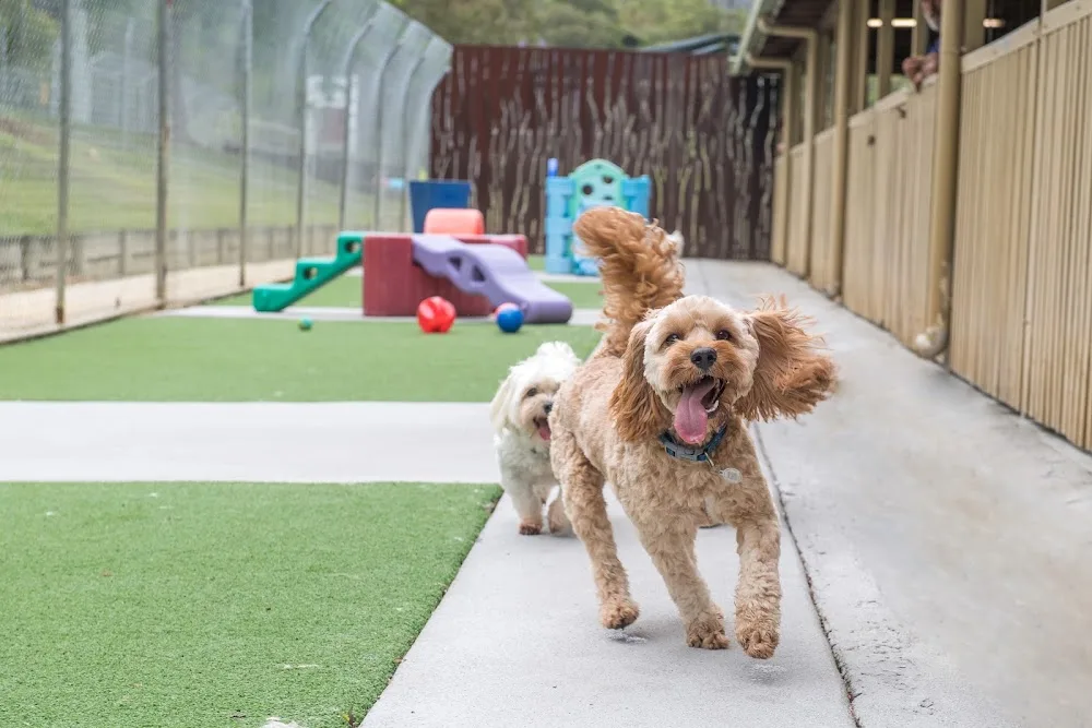 Aussie Pet Resort - Bracken Ridge pet otel görseli 2