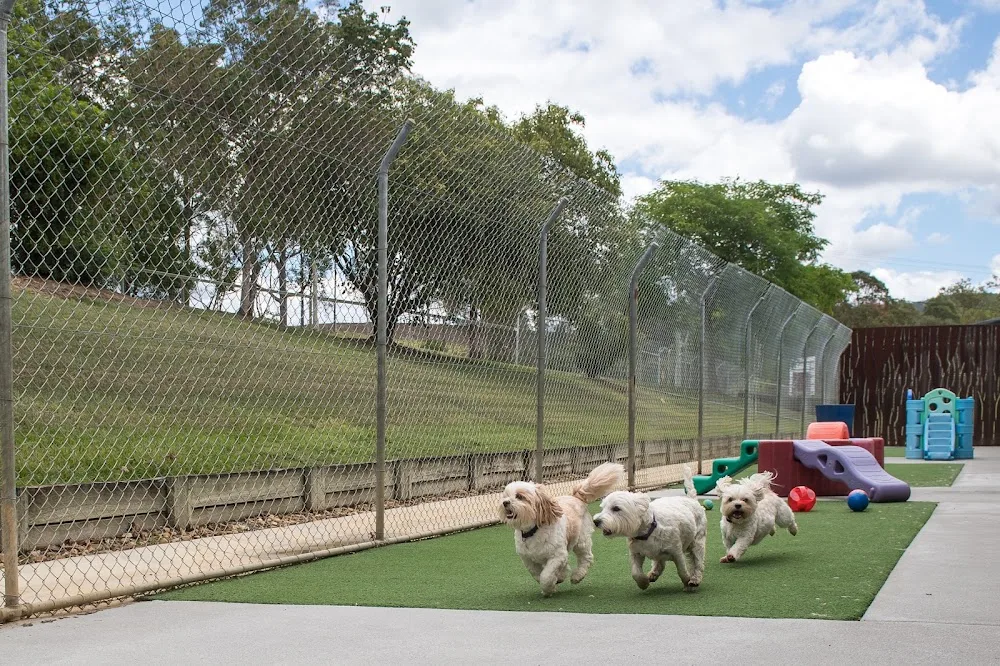 Aussie Pet Resort - Bracken Ridge pet otel görseli 3