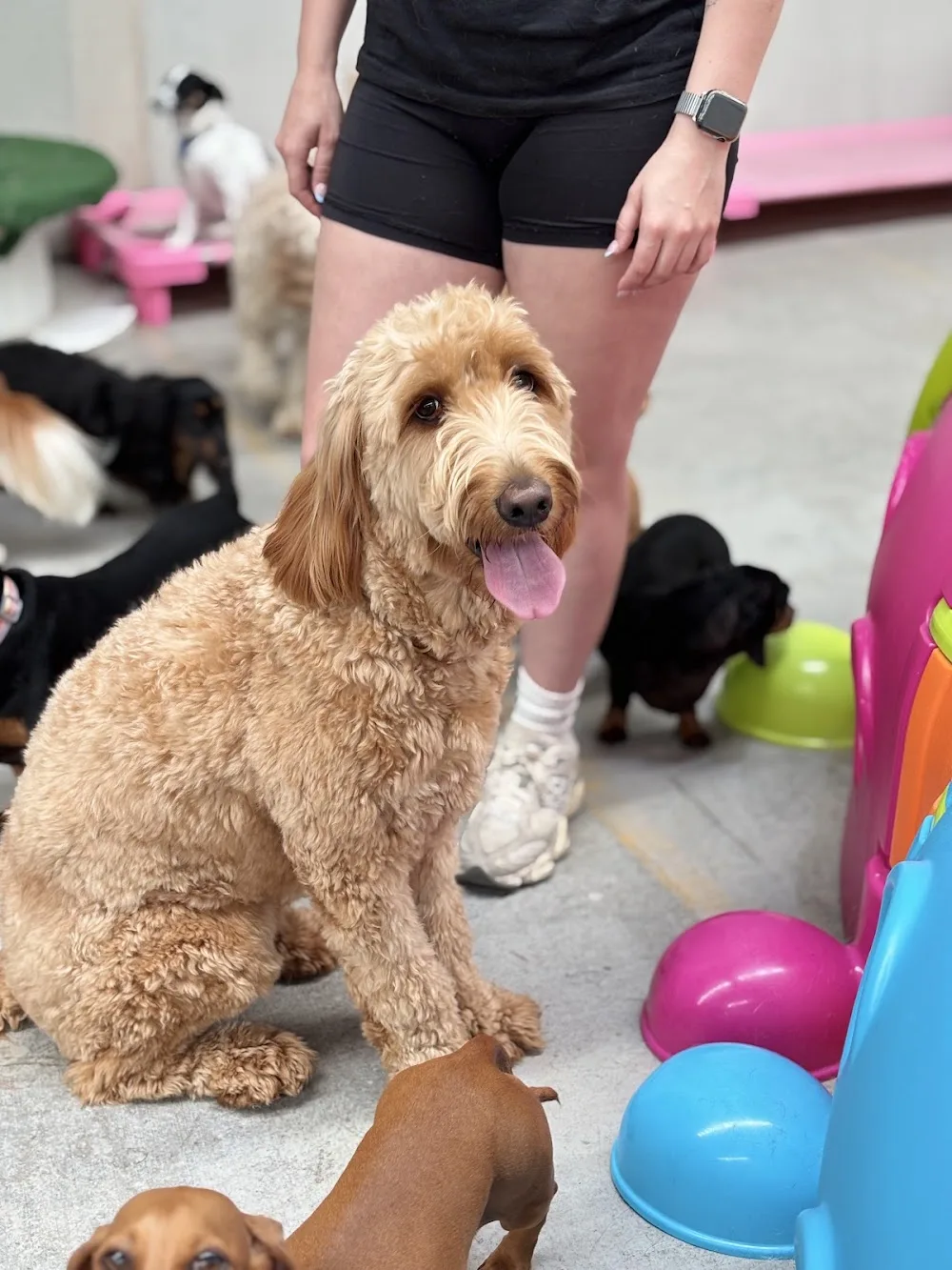 Dash Dogz Daycare - Bracken Ridge pet otel görseli 2