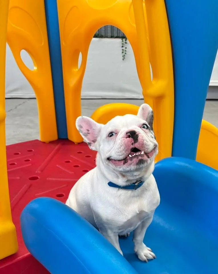 Dash Dogz Daycare - Bracken Ridge pet otel görseli 3