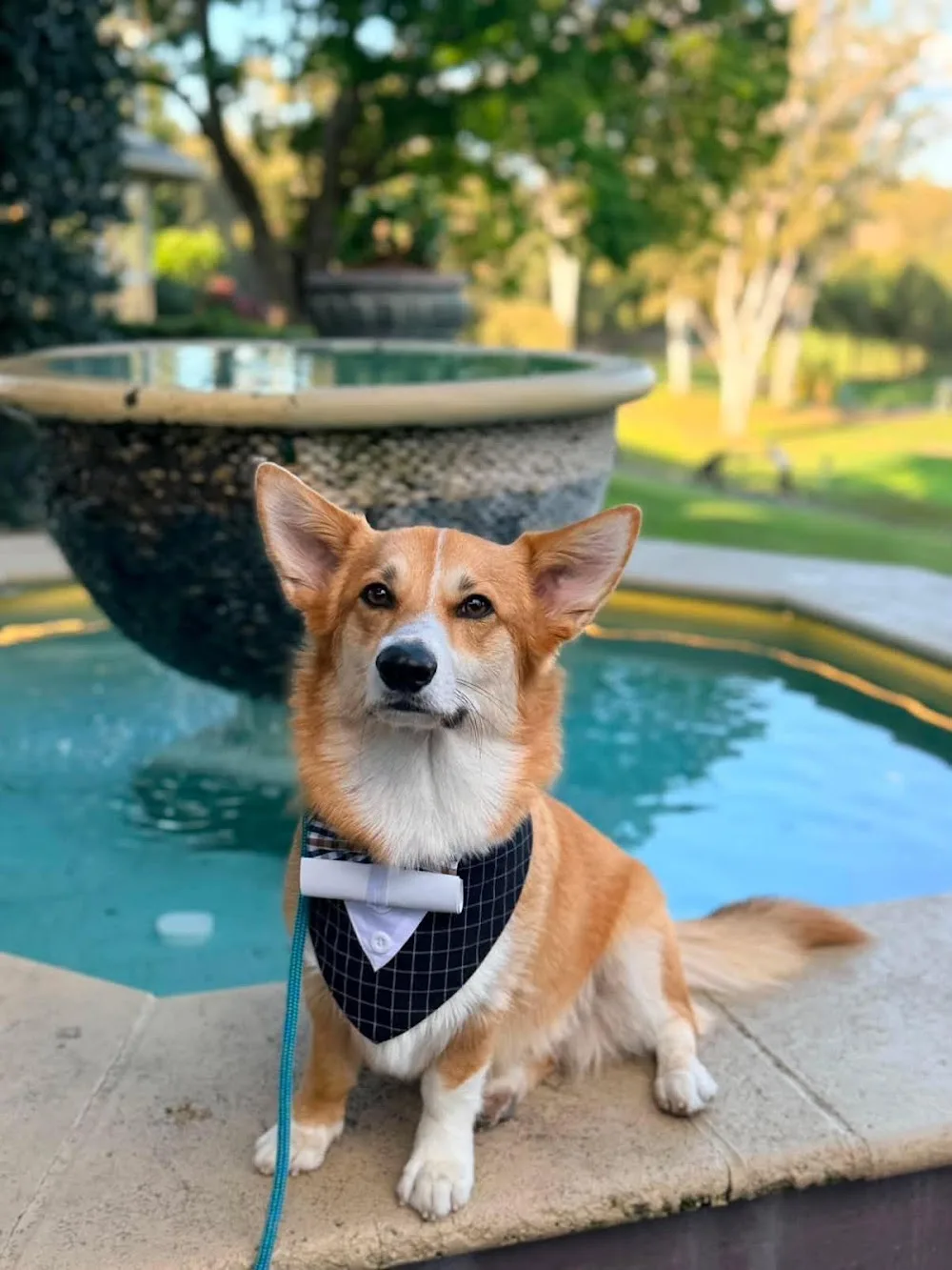 Join The Bark Side - Bracken Ridge pet otel görseli 2