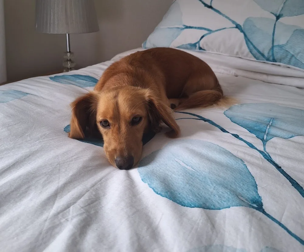 Tailored Pet Sitting - Bracken Ridge pet otel görseli 2