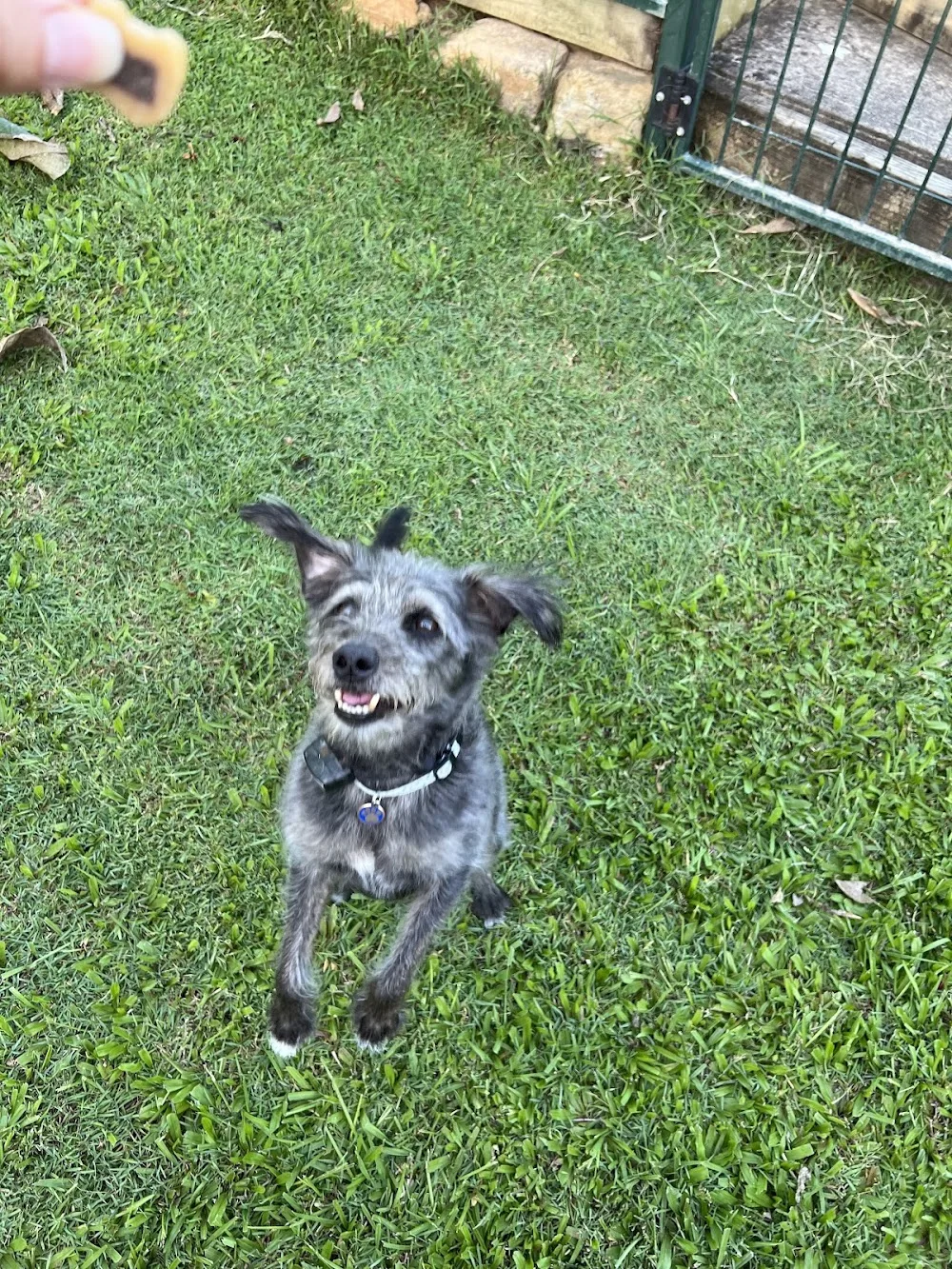 Tailored Pet Sitting - Bracken Ridge pet otel görseli 3