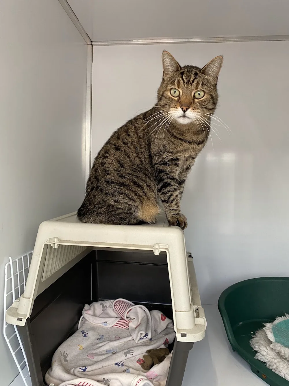 3 C's Boarding Cattery - Bracknell Forest pet otel