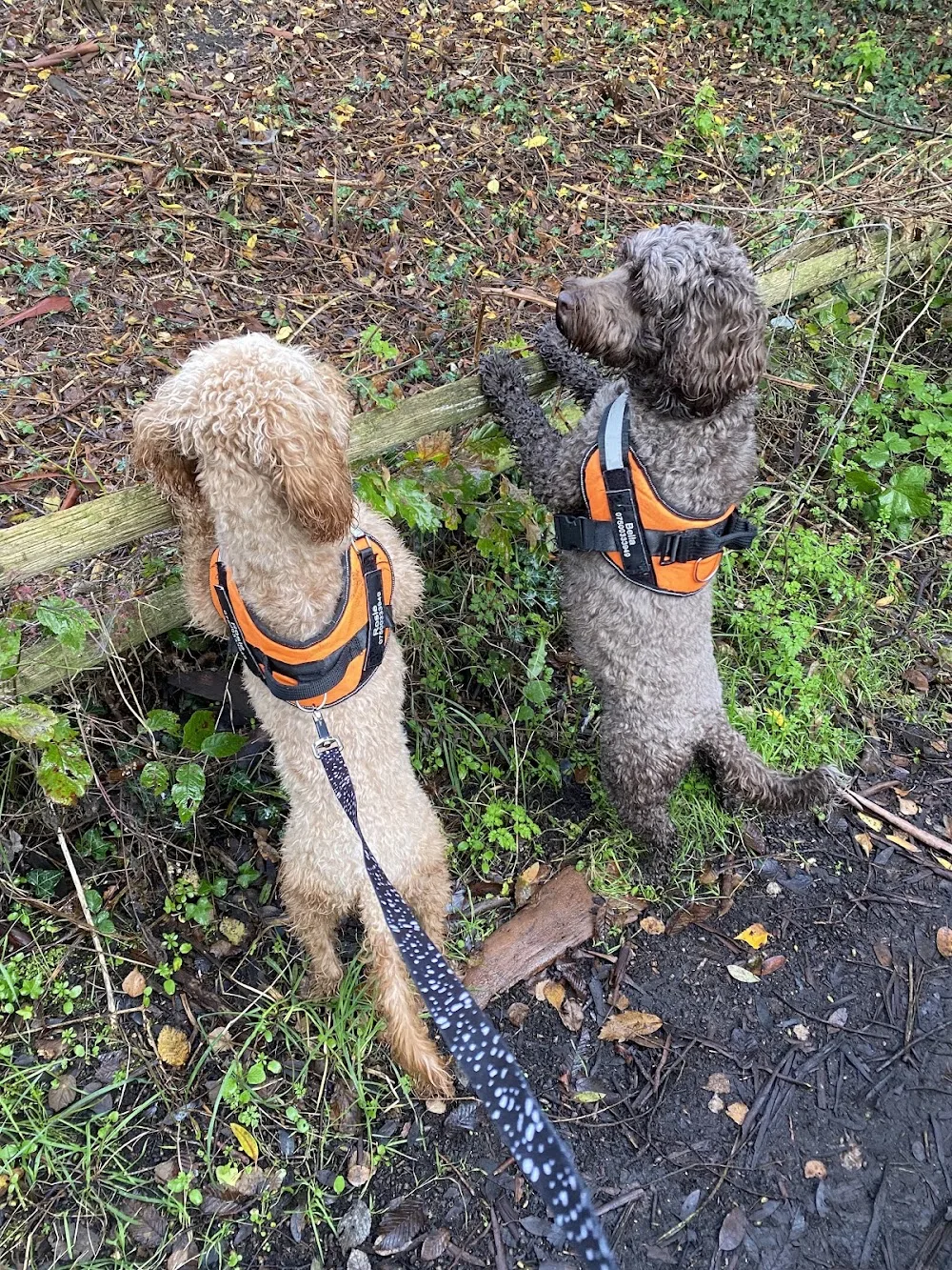Animal Ark Pet Care - Bracknell Forest pet otel