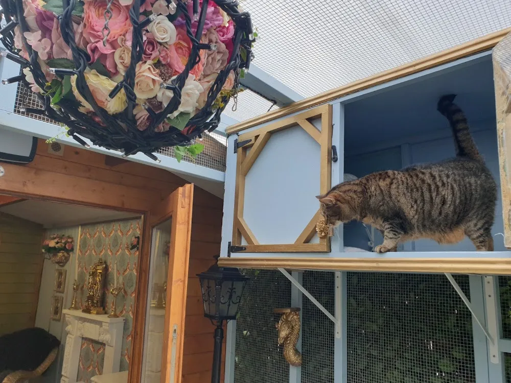 Cat Palace - Bracknell Forest pet otel görseli 3
