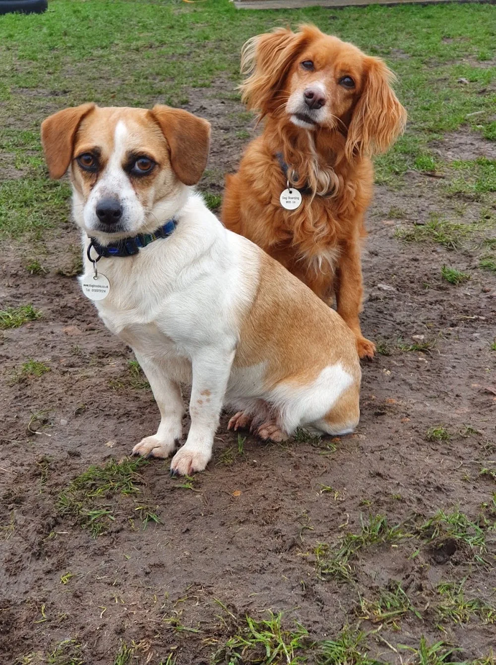 Dog Trouble - Boarding, Behaviour Training and Wellness Centre - Bracknell Forest pet otel görseli 3