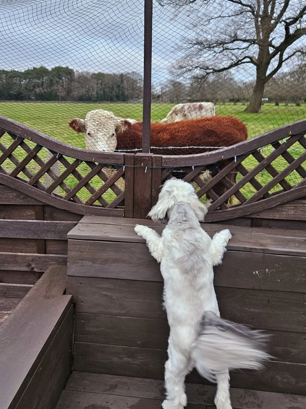 FINCH FURRY FRIENDS For smaller dogs - Bracknell Forest pet otel