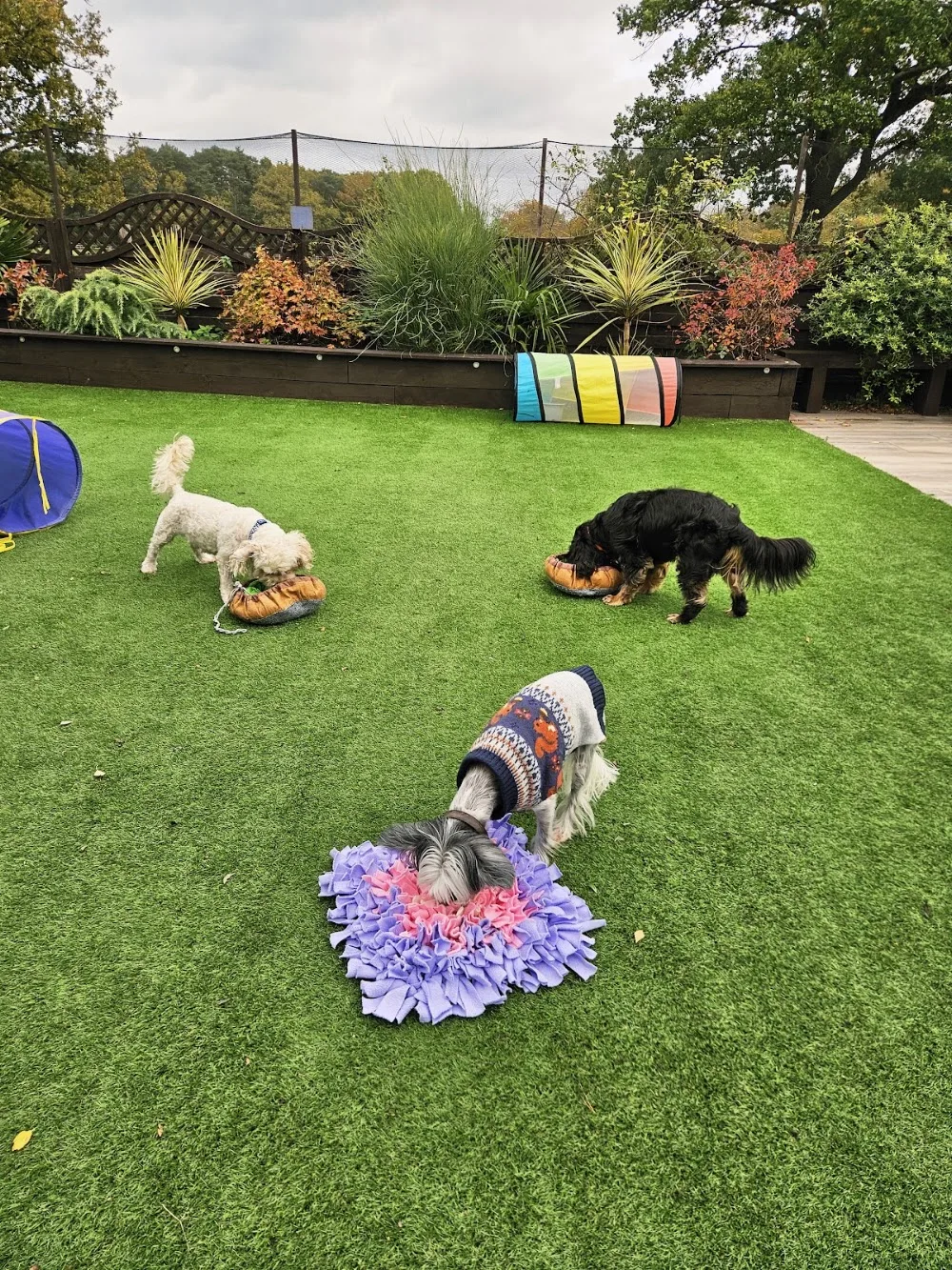 FINCH FURRY FRIENDS For smaller dogs - Bracknell Forest pet otel görseli 3