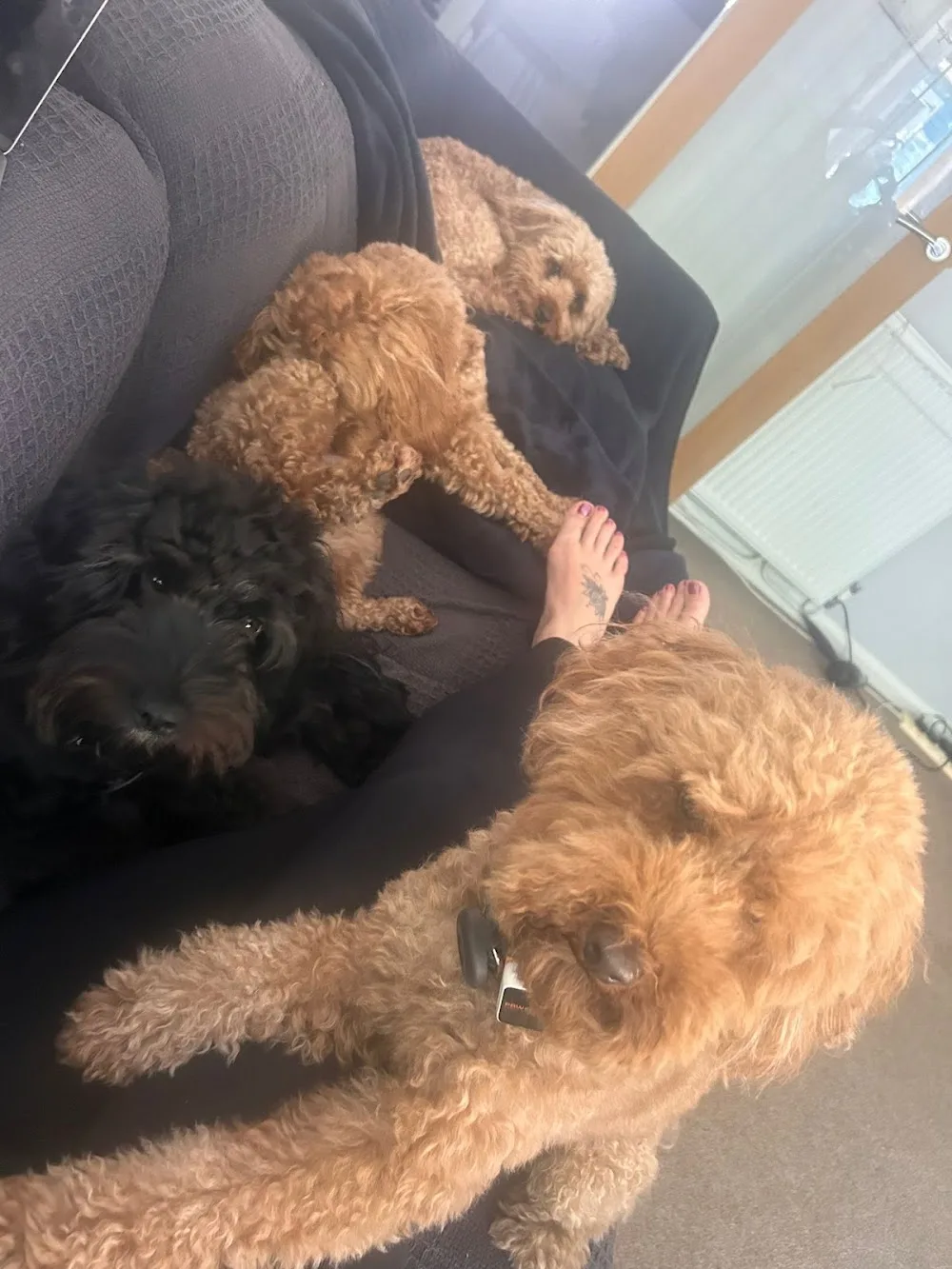 Katy’s K9s - Bracknell Forest pet otel
