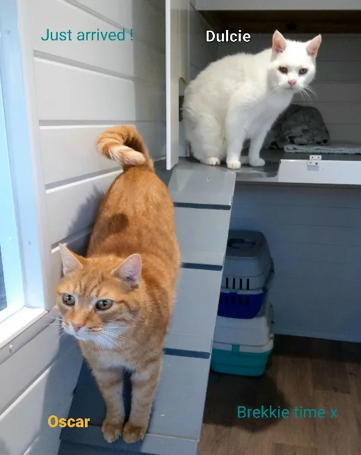 Kings Cattery - Bracknell Forest pet otel görseli 2