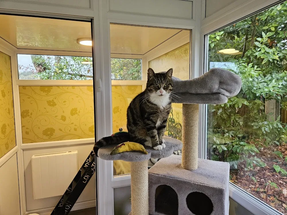 Longcroft Luxury Cat Hotel Crowthorne - Bracknell Forest pet otel görseli 3