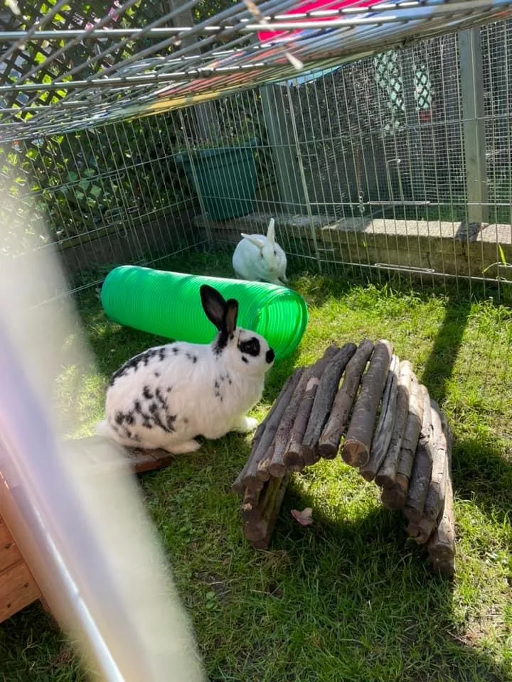 Reggie's Retreat - Bracknell Forest pet otel