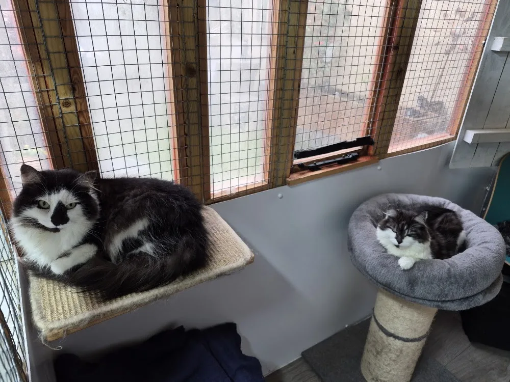 Rosemary Corner Cattery - Bracknell Forest pet otel