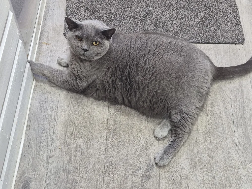 Rosemary Corner Cattery - Bracknell Forest pet otel görseli 3