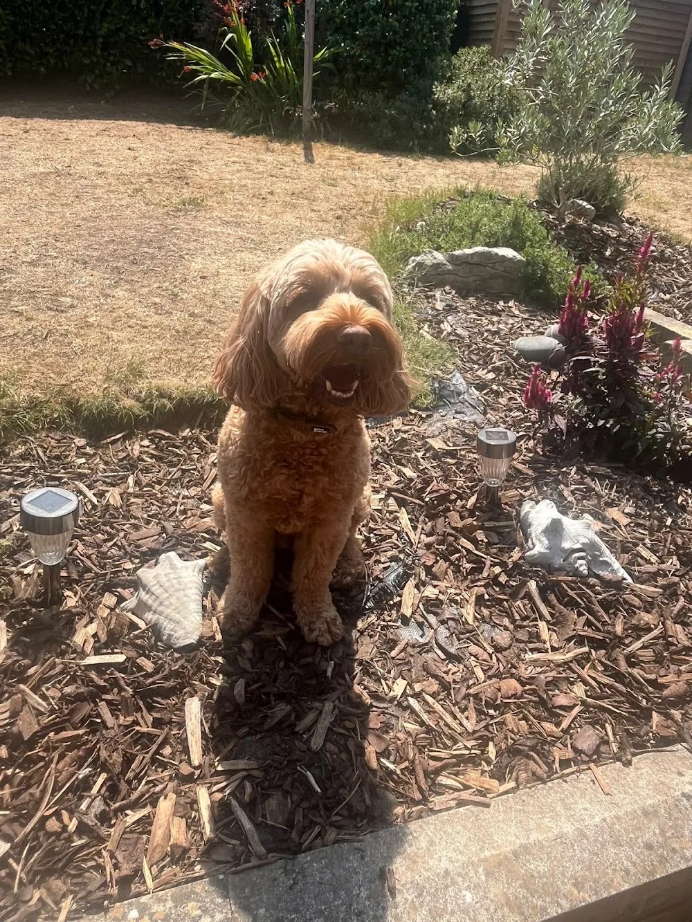 Solo Paws (Berkshire) dog walking and boarding in Bracknell - Bracknell Forest pet otel görseli 3