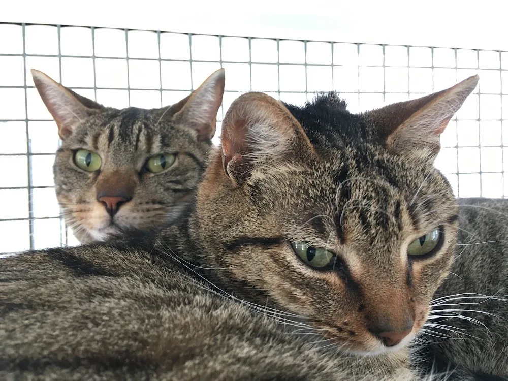The Palace Cattery - Bracknell Forest pet otel görseli 3