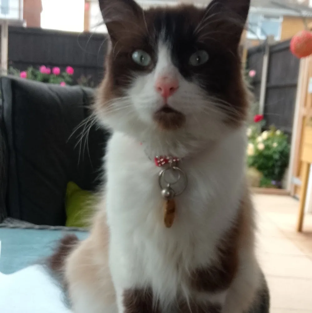 The Palace Cattery - Bracknell Forest pet otel görseli 5