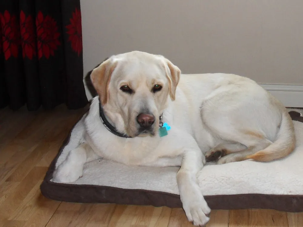 A Home from Home for Dogs - Bradford pet otel