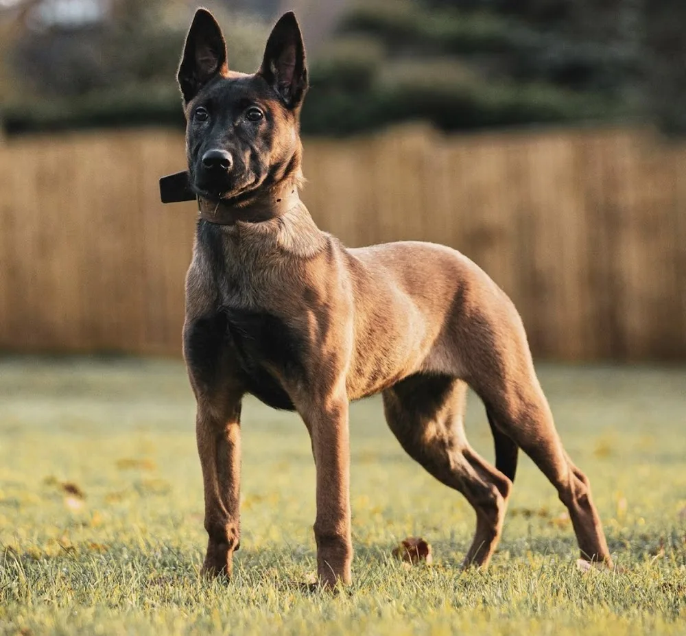 Active K9 - Bradford pet otel görseli 2