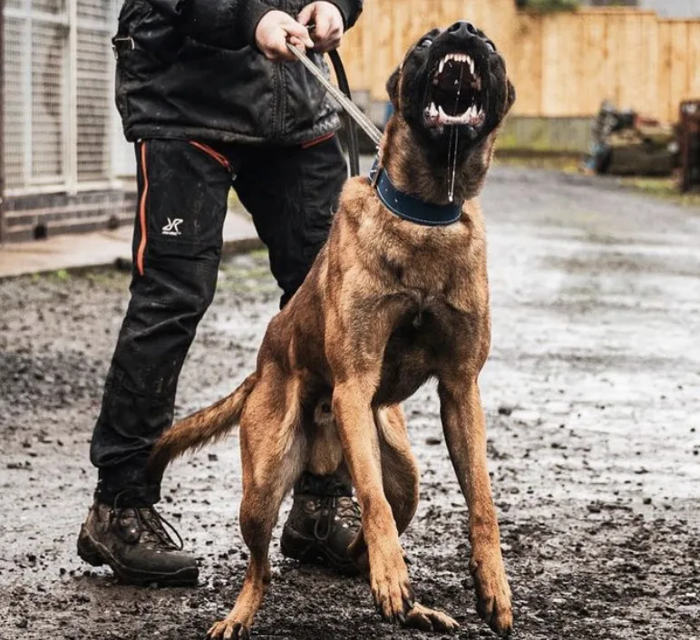 Active K9 - Bradford pet otel görseli 3