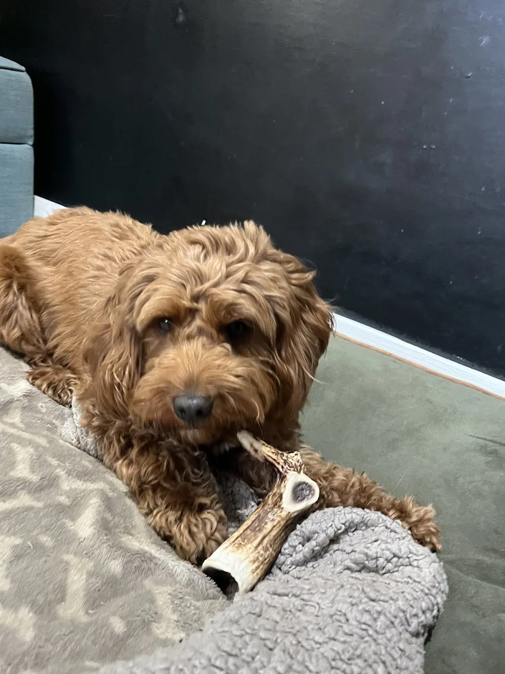 All 4 Paws “Shipley” - Bradford pet otel