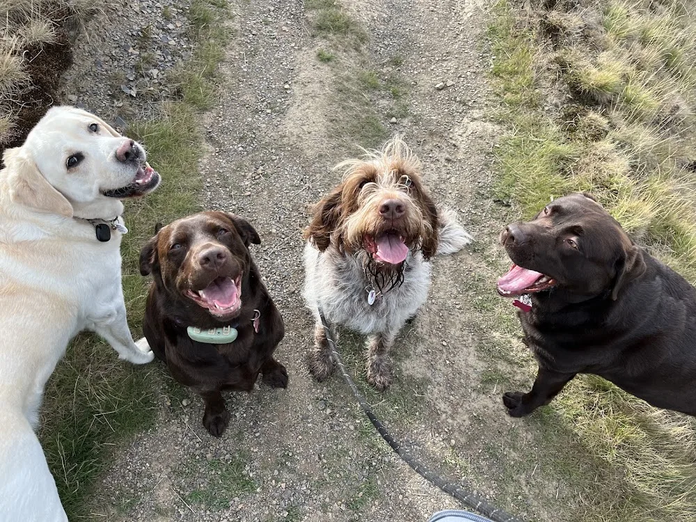 All 4 Paws “Shipley” - Bradford pet otel görseli 3