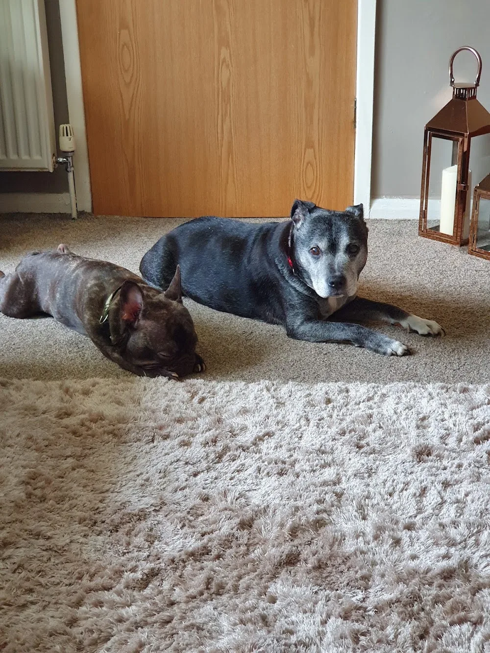 Charlestown Pet Hotel - Bradford pet otel