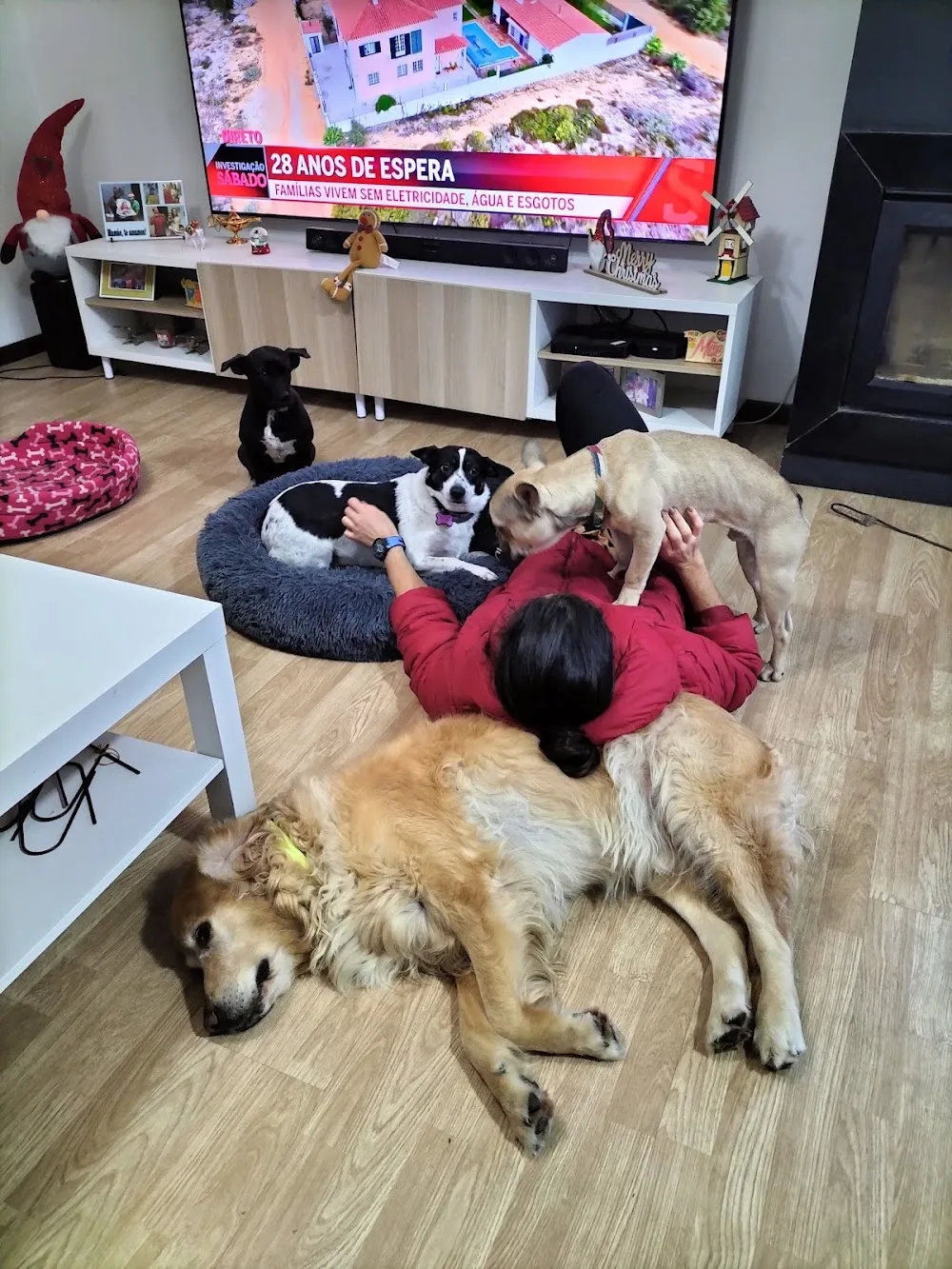 Frajola dog Grooming, hotel para cães - Braga pet otel görseli 3