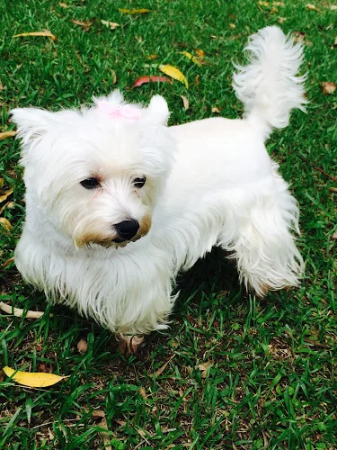Frajola dog Grooming, hotel para cães - Braga pet otel görseli 4
