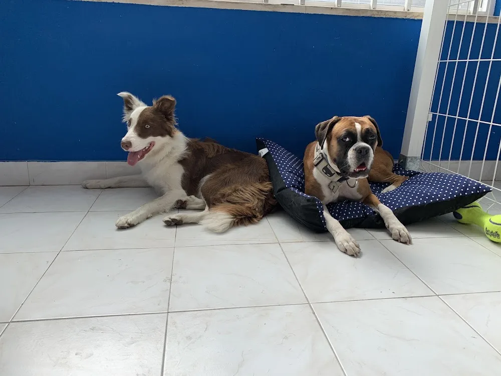 HOP - Hotel Canino / ATL / Passeios - Braga pet otel