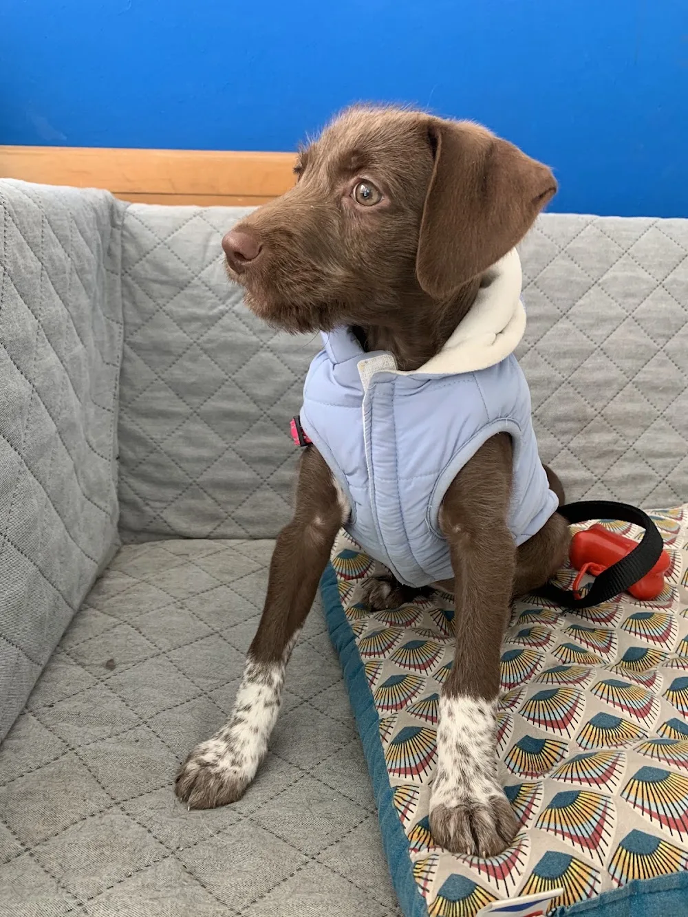HOP - Hotel Canino / ATL / Passeios - Braga pet otel görseli 3