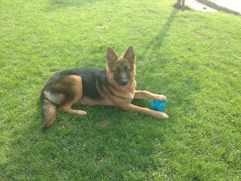 Hotel Canino Tebosa - Braga pet otel
