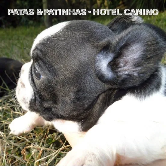 Hotel Canino/Felino Patas & Patinhas - Braga pet otel