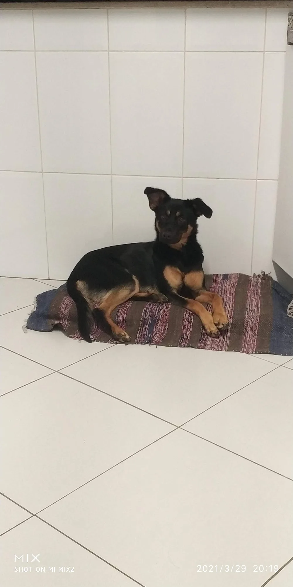Hotel Canino/Felino Patas & Patinhas - Braga pet otel görseli 3