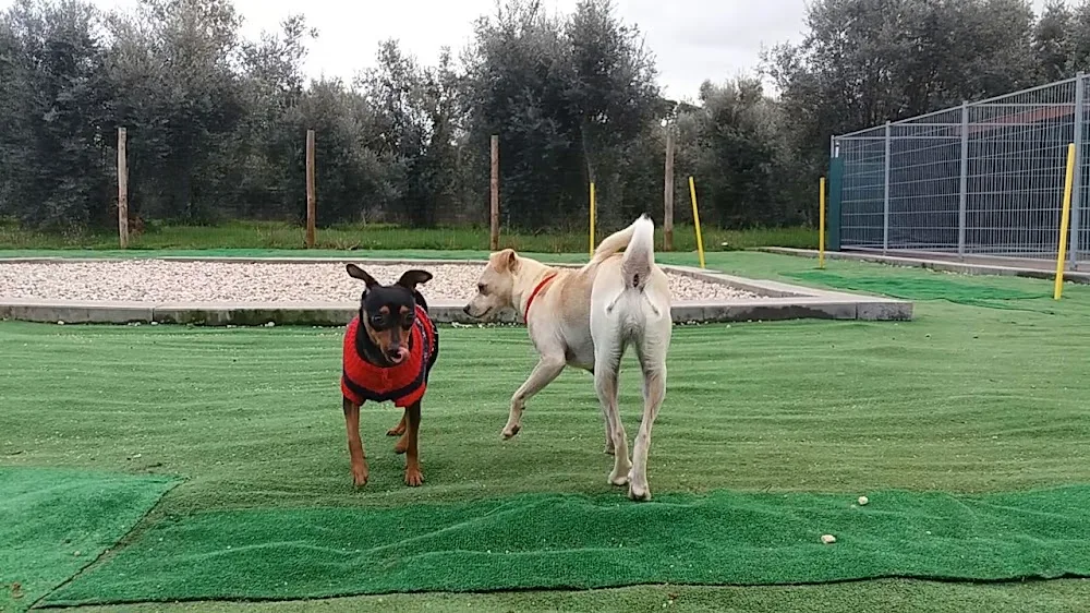 Caopeao Hotel e Serviços para cães em Coimbra - Bragança pet otel