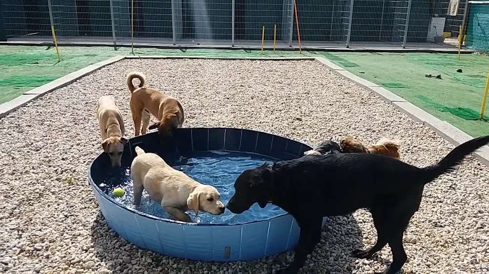 Caopeao Hotel e Serviços para cães em Coimbra - Bragança pet otel görseli 3